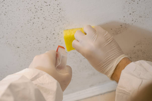 Mold Remediation for Vacation Homes in Texanna, OK