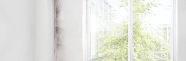Best Mold Documentation for Insurance Claims  in Texanna, OK
