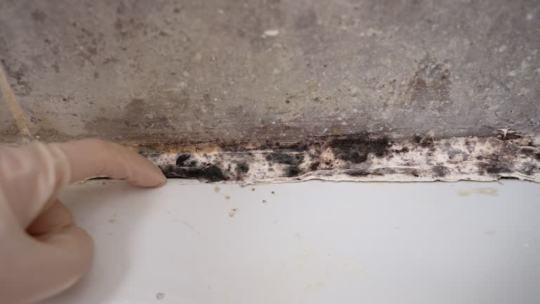Best Air Quality Testing for Mold Spores  in Texanna, OK